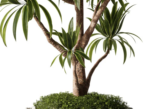 Indoor Plants 35 - Yucca 3D Model