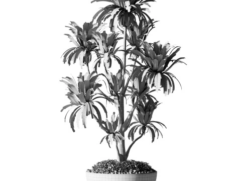 Indoor Plants 35 - Yucca 3D Model
