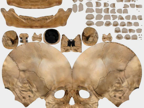 Cr&acirc;nio Modelo 3D