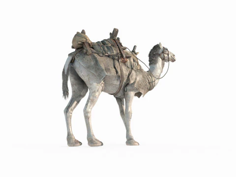 Desert camel mount 3D Model