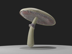 Psilocybe Cubensis Mushroom Modèle 3D