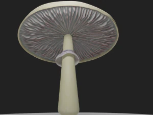 Psilocybe Cubensis Mushroom 3D Model