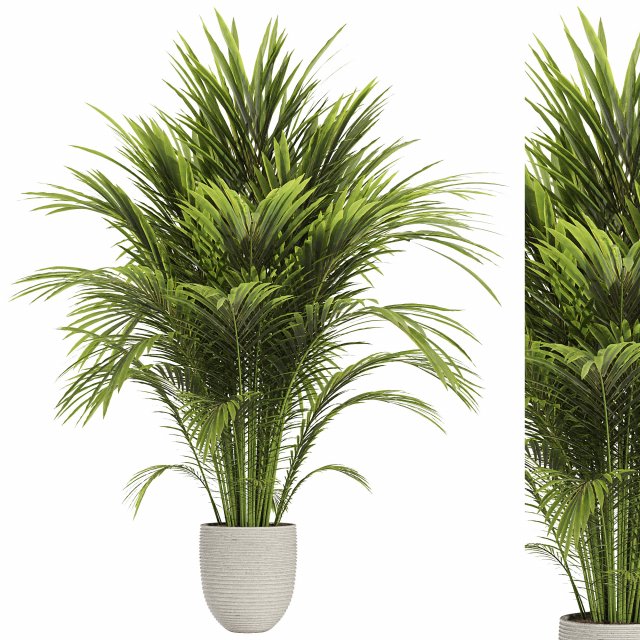 Areca palm plant 3D Модель .c4d .max .obj .3ds .fbx .stl .blend 