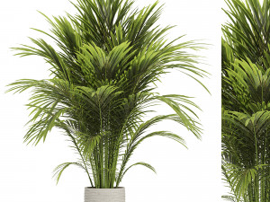 Areca palm plant 3D Model