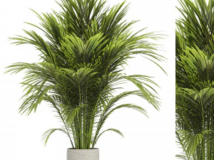 Roślina palmowa Areca Model 3D