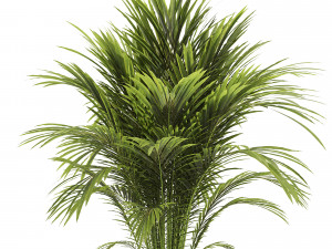Areca palm plant 3D Модель