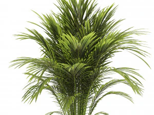 Areca palm plant 3D Model