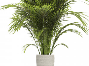 Areca palm plant 3D Модель
