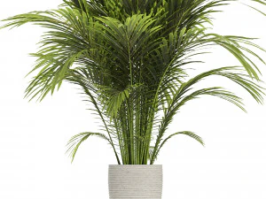 Areca palm plant 3D Model