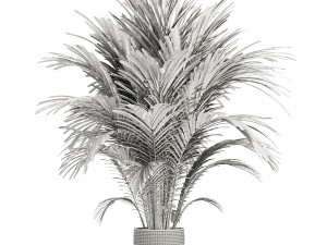 Areca palm plant 3D Модель