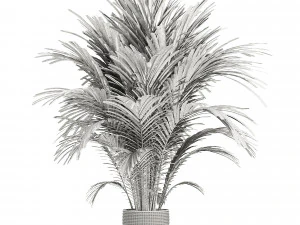 Areca palm plant 3D Model