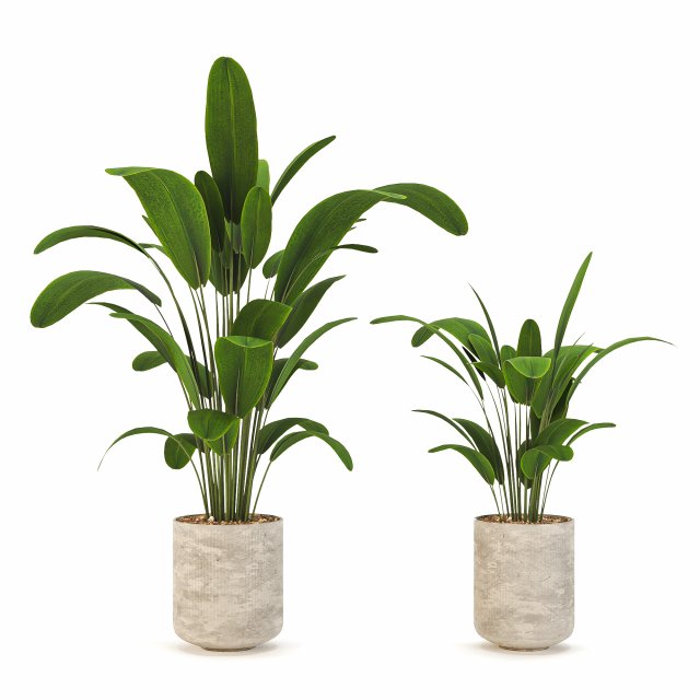 Indoor-plants-in-Concrete-Damaged-001 Modèle 3D .c4d .max .obj .3ds .fbx .stl .blend 