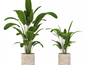 Indoor-plants-in-Concrete-Damaged-001 3D Model