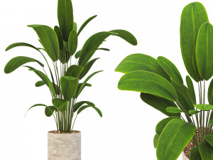 Indoor-plants-in-Concrete-Damaged-001 Modèle 3D