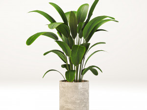 Indoor-plants-in-Concrete-Damaged-002 3D मॉडल