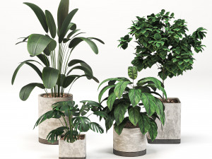Indoor-plants-in-Concrete-Damaged-pack001 3D Model