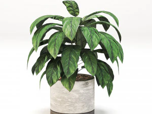 Indoor-plants-in-Concrete-Damaged-pack001 3D Model