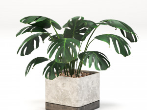 Indoor-plants-in-Concrete-Damaged-pack001 Modelo 3D