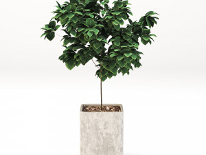 Indoor-plants-in-Concrete-Damaged-pack001 Modelo 3D