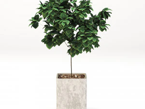 Indoor-plants-in-Concrete-Damaged-pack001 3D Model