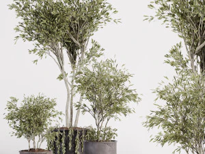 Plantes d'intérieur en vase 001 Modèle 3D