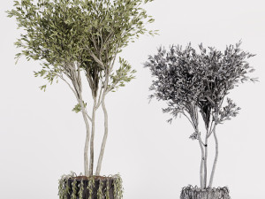 Indoor plants in vase 001 Modelo 3D