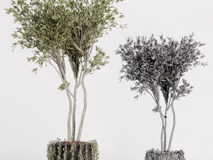 Indoor plants in vase 001 3D Model