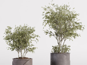 Indoor plants in vase 001 Modelo 3D