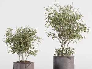 Indoor plants in vase 001 3D Model