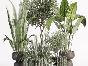 Piante da interno in vaso 002 Modello 3D