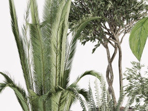 Indoor plants in vase 002 3D मॉडल