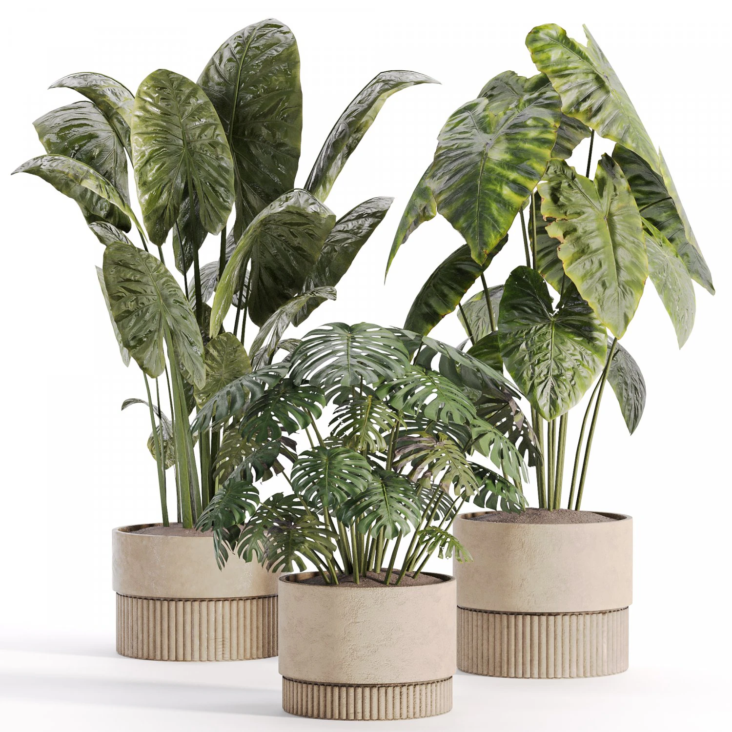 Indoor plants in vase 003 3D Model .c4d .max .obj .3ds .fbx .stl .blend 