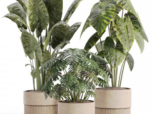 Plantas de interior em vaso 003 Modelo 3D