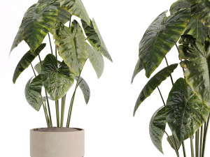 Indoor plants in vase 003 Modelo 3D