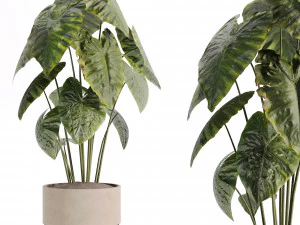 Indoor plants in vase 003 3D Model