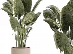 Indoor plants in vase 003 3D Model
