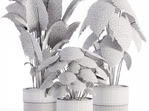 Indoor plants in vase 003 Modelo 3D
