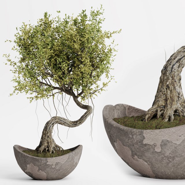 Indoor plants in vase 004 Model 3D .c4d .max .obj .3ds .fbx .stl .blend 