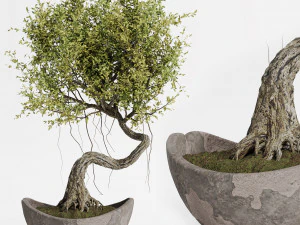 Plantas de interior em vaso 004 Modelo 3D