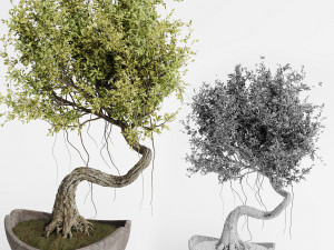 Indoor plants in vase 004 Model 3D