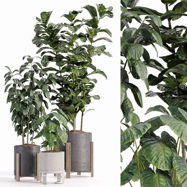 Indoor-plants-in-vase-006 Modello 3D .c4d .max .obj .3ds .fbx .stl .blend 