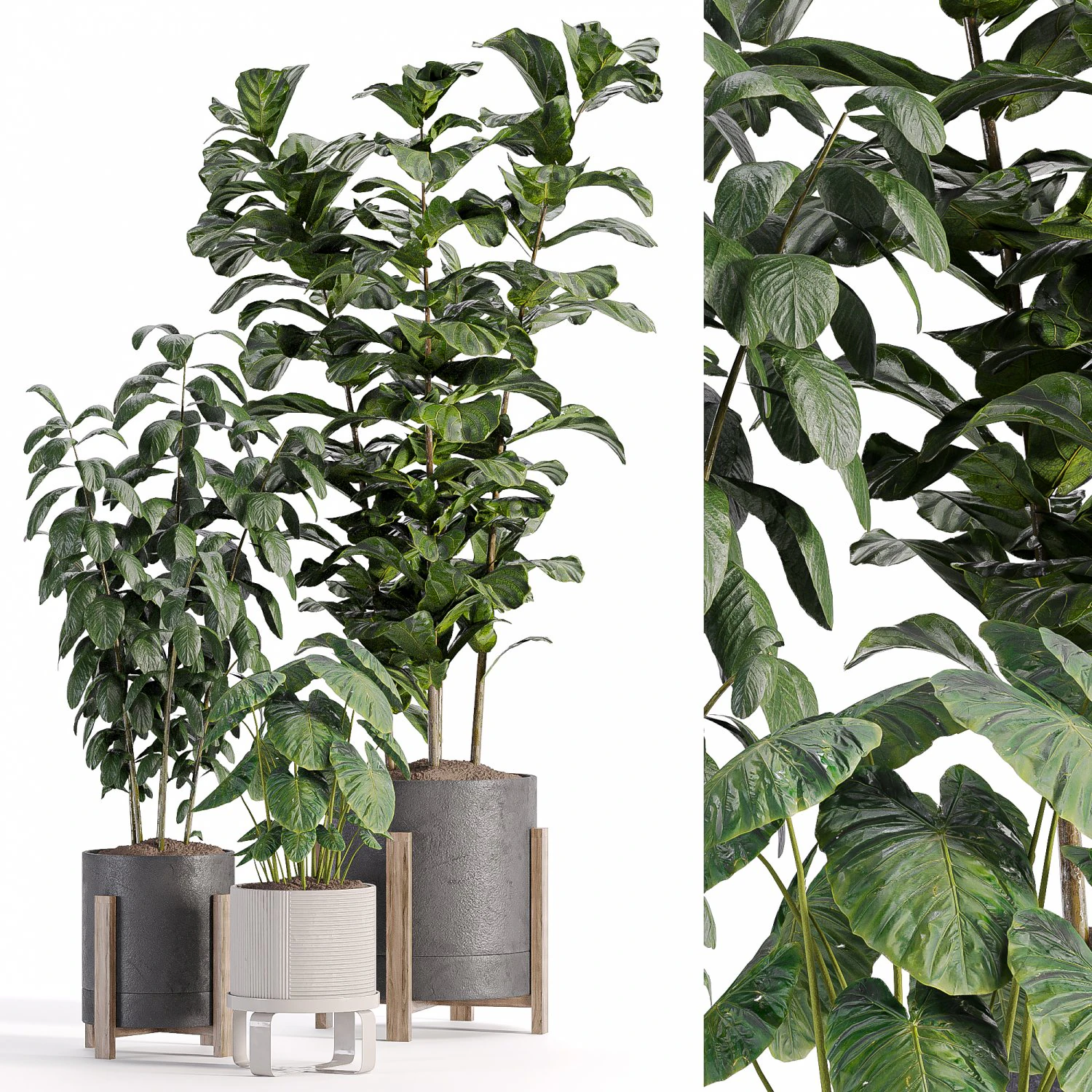 Indoor-plants-in-vase-006 3D Model .c4d .max .obj .3ds .fbx .stl .blend 