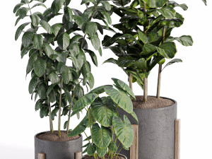 Indoor-plants-in-vase-006 Modello 3D