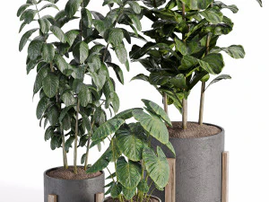 Indoor-plants-in-vase-006 3D Model