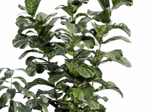 Indoor-plants-in-vase-006 Modello 3D