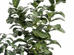 Indoor-plants-in-vase-006 3D Model