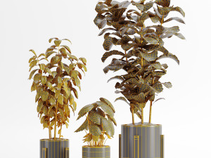 Indoor-plants-in-vase-006 Modello 3D