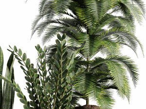Indoor-plants-in-vase-007 3Dモデル