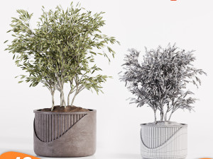 Pack tree 01 Model 3D