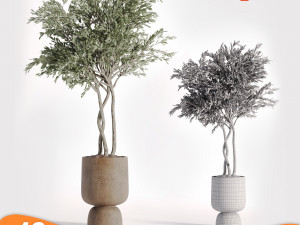 Pack tree 01 Model 3D